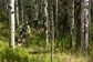 Two people mountain biking on a trail in a forest.